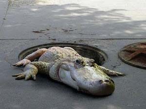 Crocodile_egouts_Paris_inondation_zoo_vincennes