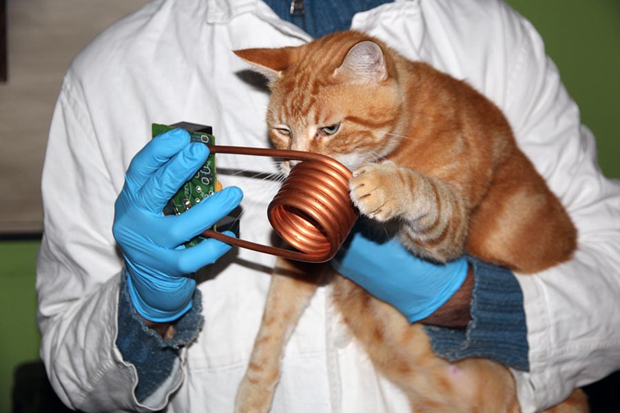 Ce Piege A Chat Electronique Est D Une Efficacite Redoutable Science Info Ce Piege A Chat Electronique Est D Une Efficacite Redoutable Science Info